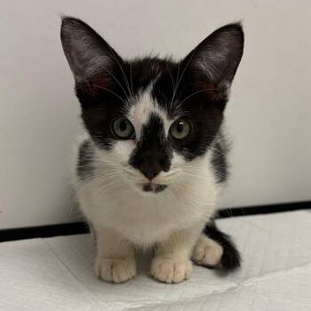 D For Danger -  Domestic Short Hair Cat for Adoption in Nashville, Tennessee - D For Danger | PetCurious