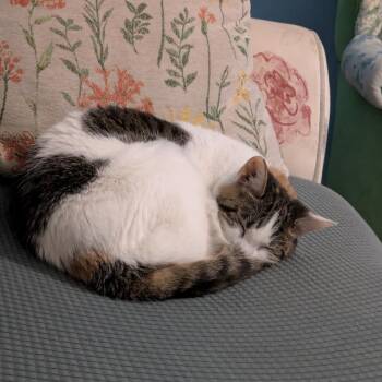 Confetti -  Domestic Short Hair and Mixed Breed Cat for Adoption in Indianapolis, Indiana - Confetti | PetCurious