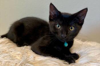 Judd -  Domestic Short Hair Cat for Adoption in Seal Beach, California - Judd | PetCurious