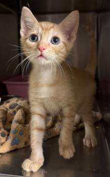 Instacart (Petsmart) -  Domestic Short Hair Cat for Adoption in Ocala, Florida - Instacart (Petsmart) | PetCurious
