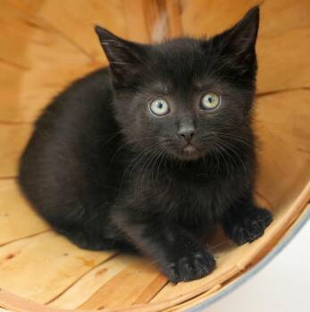 Callie cannot be any sweeter or cuter - teeny tiny licorice love -  Bombay Cat for Adoption in Bedford Hills, New York - Callie Cannot Be Any Sweeter Or Cuter - Teeny Tiny Licorice Love | PetCurious
