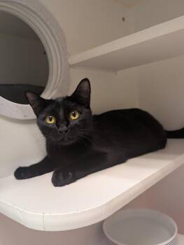 Raven -  Domestic Short Hair Cat for Adoption in Bellingham, Washington - Raven | PetCurious