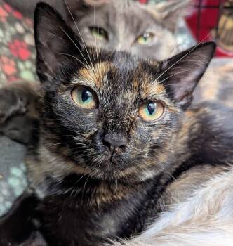 Rescue Domestic Short Hair Cats for Adoption in Cincinnati, Ohio - Bonfire | PetCurious