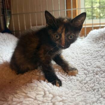Little Wee -  Domestic Short Hair Cat for Adoption in Buffalo, New York - Little Wee | PetCurious