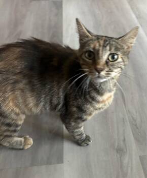 Nora - TV -  Domestic Short Hair Cat for Adoption in Council Bluffs, Iowa - Nora - TV | PetCurious