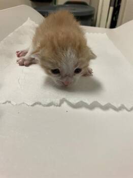 LADY MARMALADE -  Domestic Short Hair Cat for Adoption in Long Beach, California - LADY MARMALADE | PetCurious