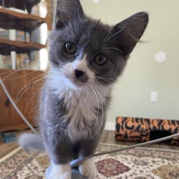 Domestic Medium Hair Cats Available for Adoption - Dawn | PetCurious