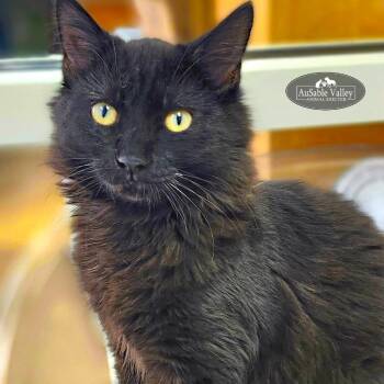 Rescue Domestic Long Hair Cats for Adoption in Grayling, Michigan - Stoick | PetCurious