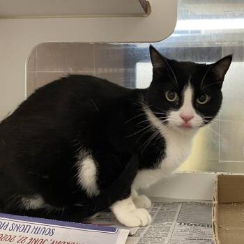Koi -  Domestic Short Hair and Mixed Breed Cat for Adoption in Cheyenne, Wyoming - Koi | PetCurious