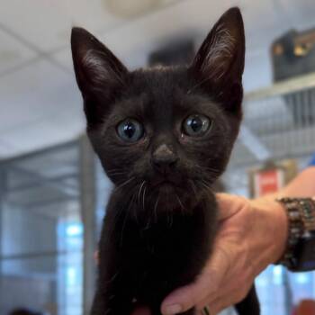 Muffin -  Domestic Short Hair Cat for Adoption in Goleta, California - Muffin | PetCurious