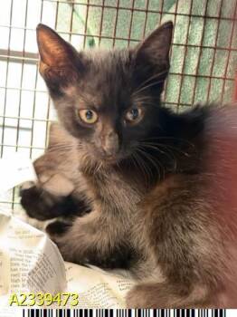 MIDNIGHT -  Domestic Short Hair Cat for Adoption in West Palm Beach, Florida - MIDNIGHT | PetCurious