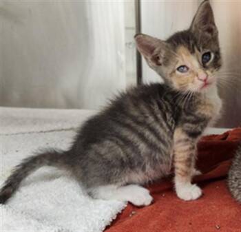 GRIMM -  Domestic Short Hair Cat for Adoption in Fort Lauderdale, Florida - GRIMM | PetCurious