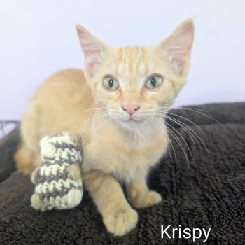 Krispy -  Domestic Short Hair Cat for Adoption in West Plains, Missouri - Krispy | PetCurious