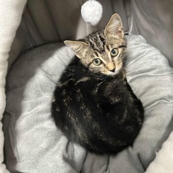 Rescue Domestic Short Hair Cats for Adoption in The Colony, Texas - Rick Grimes | PetCurious