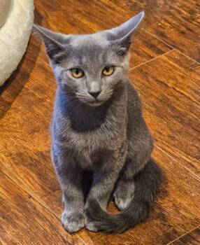 Halland -  Domestic Short Hair Cat for Adoption in Elmwood Park, New Jersey - Halland | PetCurious