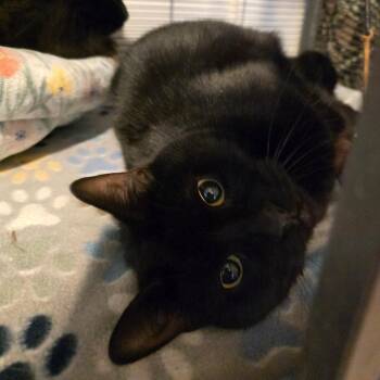 Domestic Short Hair Cats Available for Adoption in Hanna City, Illinois - Tonks | PetCurious