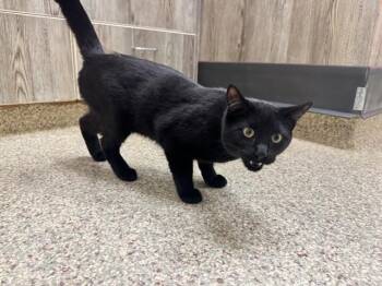 CHAPATI -  Domestic Short Hair Cat for Adoption in Colorado Springs, Colorado - CHAPATI | PetCurious