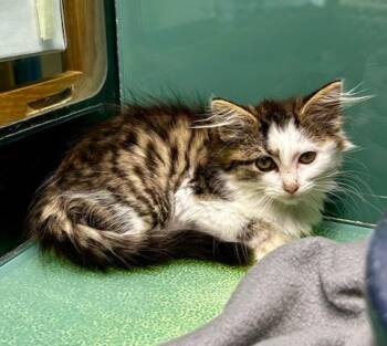 Dot -  Domestic Medium Hair Cat for Adoption in Suffolk, Virginia - Dot | PetCurious