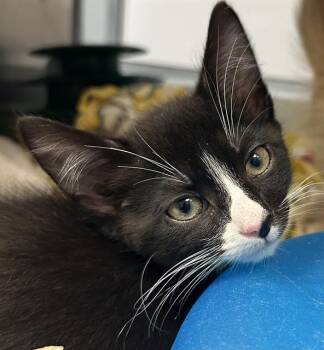 BRAD* -  Domestic Short Hair Cat for Adoption in Santa Cruz, California - BRAD* | PetCurious