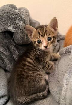 Milo -  Domestic Short Hair Cat for Adoption in Town 
