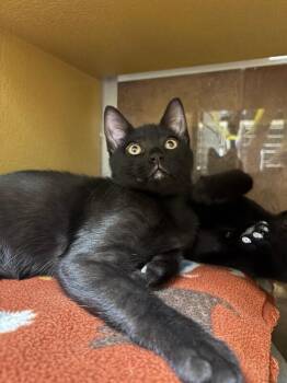Stovetop -  Domestic Short Hair Cat for Adoption in Fort Collins, Colorado - Stovetop | PetCurious