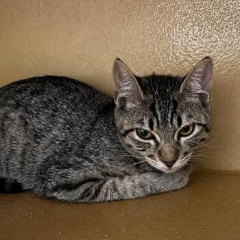 Trixie 54421 -  Domestic Short Hair Cat for Adoption in Las Vegas, Nevada - Trixie 54421 | PetCurious