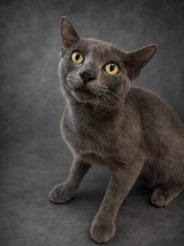 BRAXTON -  Domestic Short Hair Cat for Adoption in Winter Haven, Florida - BRAXTON | PetCurious