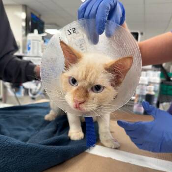 Ezra -  Domestic Short Hair Cat for Adoption in New York, New York - Ezra | PetCurious
