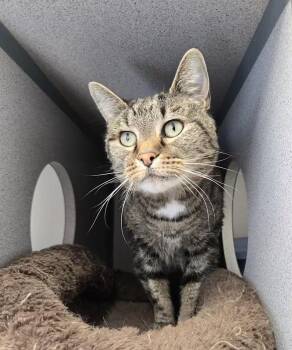 Chloe -  Domestic Short Hair Cat for Adoption in Gardnerville, Nevada - Chloe | PetCurious