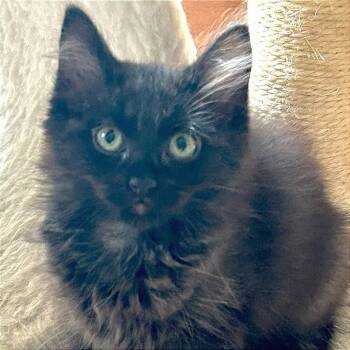 Guppy -  Domestic Medium Hair Cat for Adoption in Middlebury, Vermont - Guppy | PetCurious