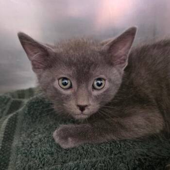 Domestic Short Hair Cats Available for Adoption in Council Bluffs, Iowa - Reid | PetCurious