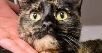 Nova -  Domestic Short Hair Cat for Adoption in Dayton, Minnesota - Nova | PetCurious