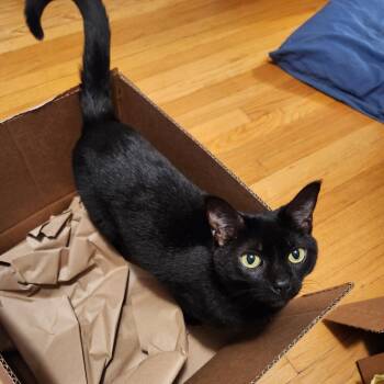 Mint Julep -  Domestic Short Hair Cat for Adoption in Evanston, Illinois - Mint Julep | PetCurious