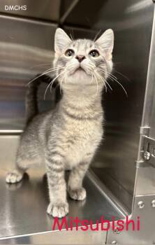 Mitsubishi -  Domestic Short Hair Cat for Adoption in Burlington, Iowa - Mitsubishi | PetCurious