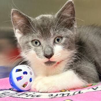 Domestic Short Hair Cats Available for Adoption in West Palm Beach, Florida - Arthur | PetCurious
