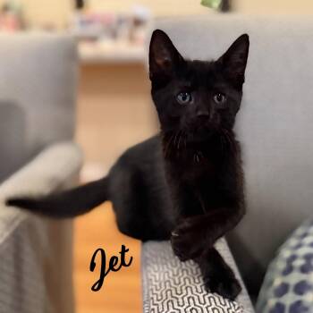 Bombay and Domestic Short Hair Cats Available for Adoption in Houston, Texas - Jet #gemstone-trio | PetCurious