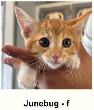 JUNEBUG -  Domestic Short Hair Cat for Adoption in Broomfield, Colorado - JUNEBUG | PetCurious