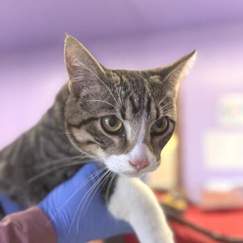 Domestic Short Hair Cats Available for Adoption - Basilisk Pixel | PetCurious