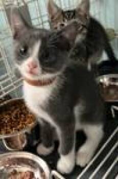 Hayden -  Domestic Short Hair Cat for Adoption in Heathsville, Virginia - Hayden | PetCurious