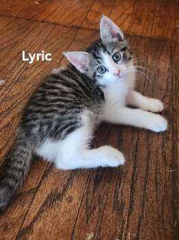 Lyric -  Domestic Short Hair Cat for Adoption in Chicopee, Massachusetts - Lyric | PetCurious