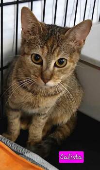 Rescue Domestic Short Hair Cats for Adoption in Jessup, Maryland - Calista | PetCurious