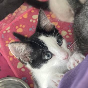 Domestic Short Hair Cats Available for Adoption in Chicago, Illinois - Purrcolator | PetCurious