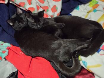 Domestic Short Hair Cats Available for Adoption in Lemont, Illinois - Mich & Girly | PetCurious