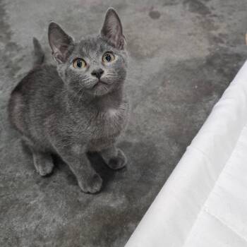 Ash -  Domestic Short Hair Cat for Adoption in Fairmont, West Virginia - Ash | PetCurious