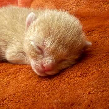 Domestic Short Hair Cats Available for Adoption in Durango, Colorado - Loofah | PetCurious