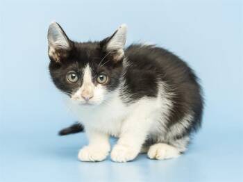 LORD HANDSOME -  Domestic Short Hair Cat for Adoption in Phoenix, Arizona - LORD HANDSOME | PetCurious