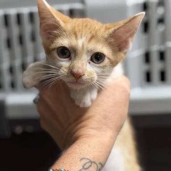 Orange -  Domestic Short Hair Cat for Adoption in Columbia, South Carolina - Orange | PetCurious