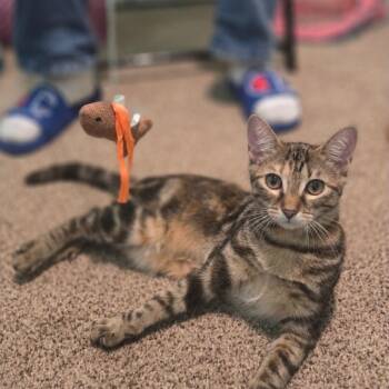Red -  Torbie and Domestic Short Hair Cat for Adoption in Mastic, New York - Red | PetCurious
