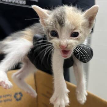 Domestic Short Hair Cats Available for Adoption in Lufkin, Texas - Kimchi | PetCurious