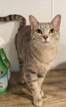 Fiora -  Domestic Short Hair Cat for Adoption in Brooks, Maine - Fiora | PetCurious